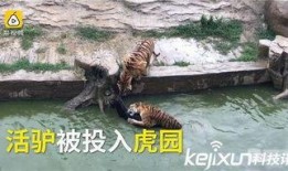 江苏动物园爆料案件视频,惊现神秘动物逃脱事件